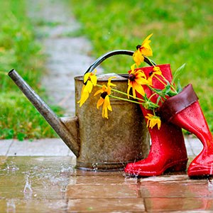 La importancia del agua de lluvia en tu huerto en casa