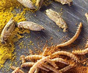 Entomofagia: Los insectos como una fuente de alimento sostenible