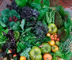 Día Mundial de la Alimentación: Cómo Contribuir a un Futuro sin Hambre desde Casa