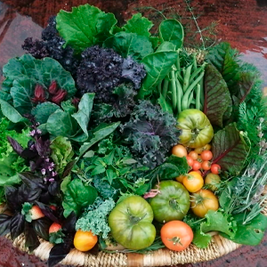 Dia Mundial de la Alimentacion