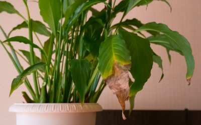 ¿Por qué tus hojas tienen manchas secas o bordes cafés?