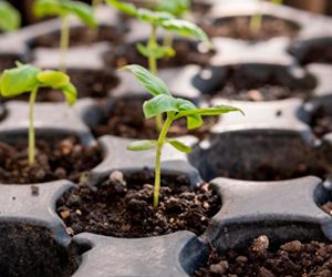 Semilleros de Germinación: El Primer Paso para un Huerto Exitoso