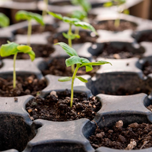 Semillero de Germinacion