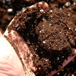 La Tierra en Tu Huerto: El Secreto de una Cosecha Saludable y Sostenible